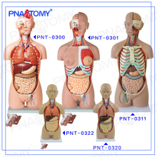 PNT-0322cc Kunststoff menschlichen Torso Körper Anatomisches Modell